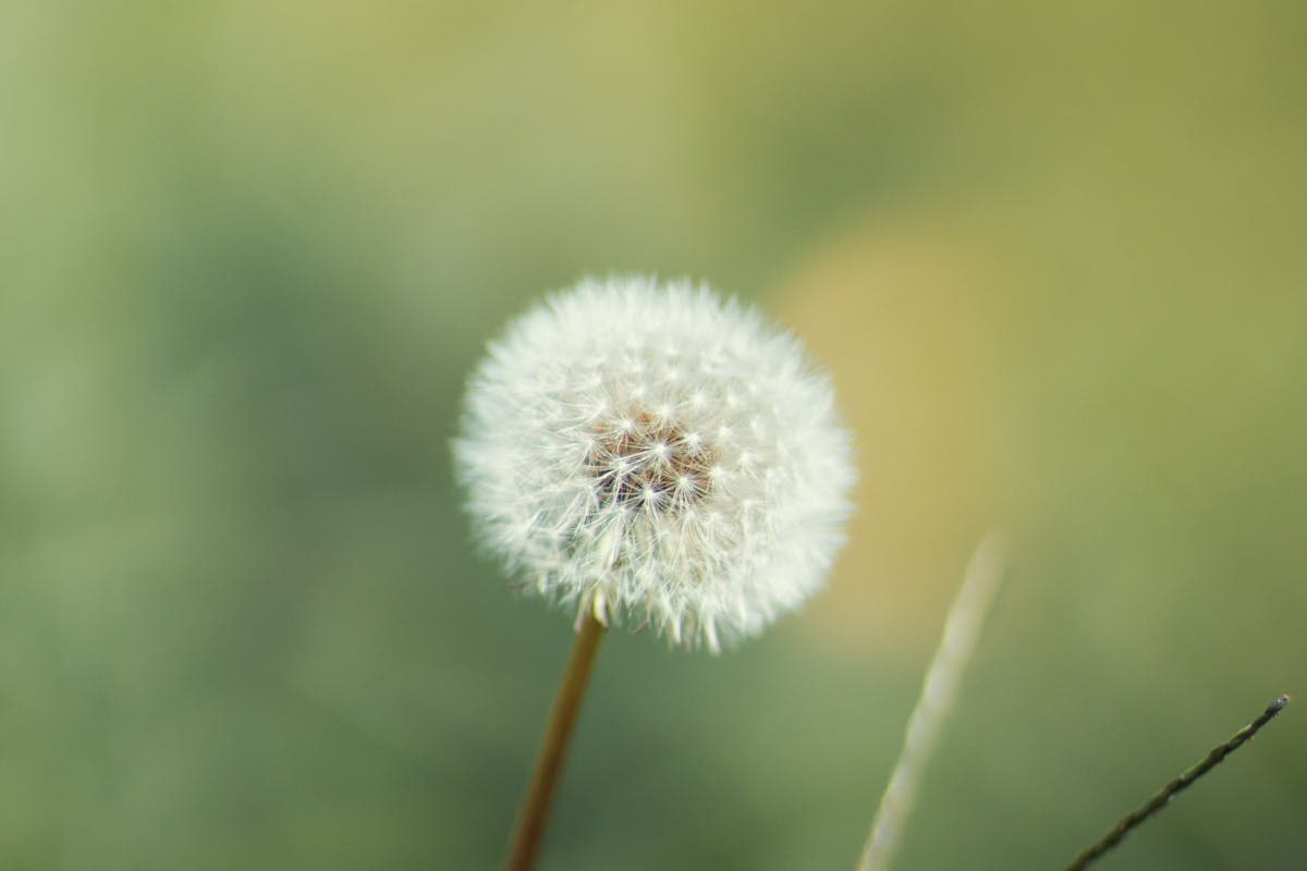 Allergie auf Beifuß und Ambrosia: der August-Pollenflug-Höhepunkt