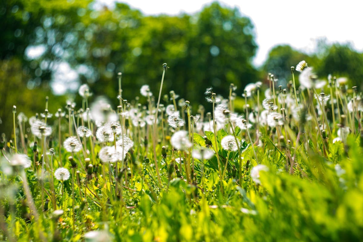 Pollenkalender: Wie Sie die Hausapotheke für die Allergiesaison vorbereiten