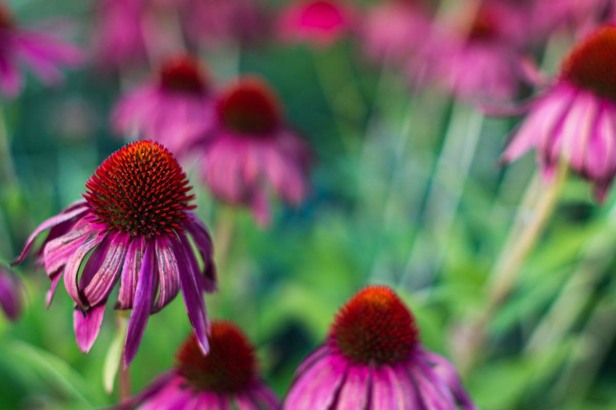 Echinacea und Holunder für die Abwehrkräfte: Wirken sie wirklich?